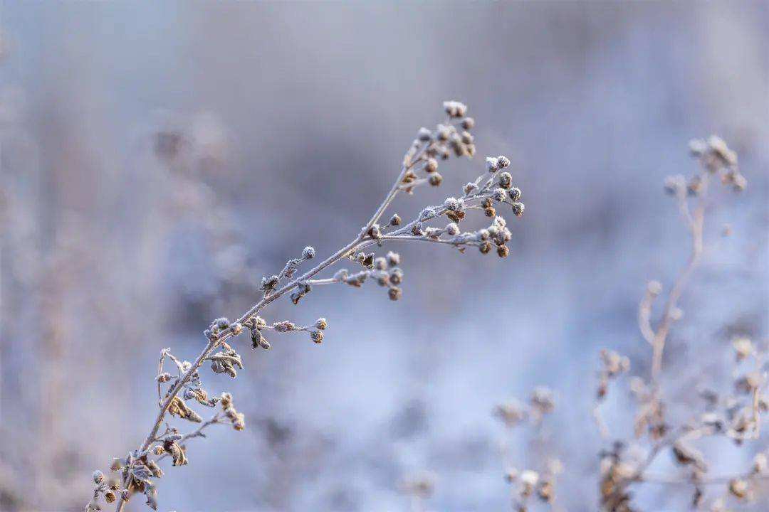小雪 ▎冬藏萬物，歲月沉香